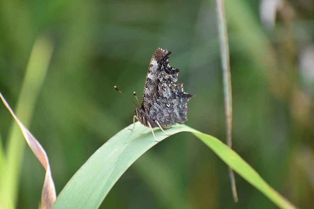 Побережье реки Бельсу.