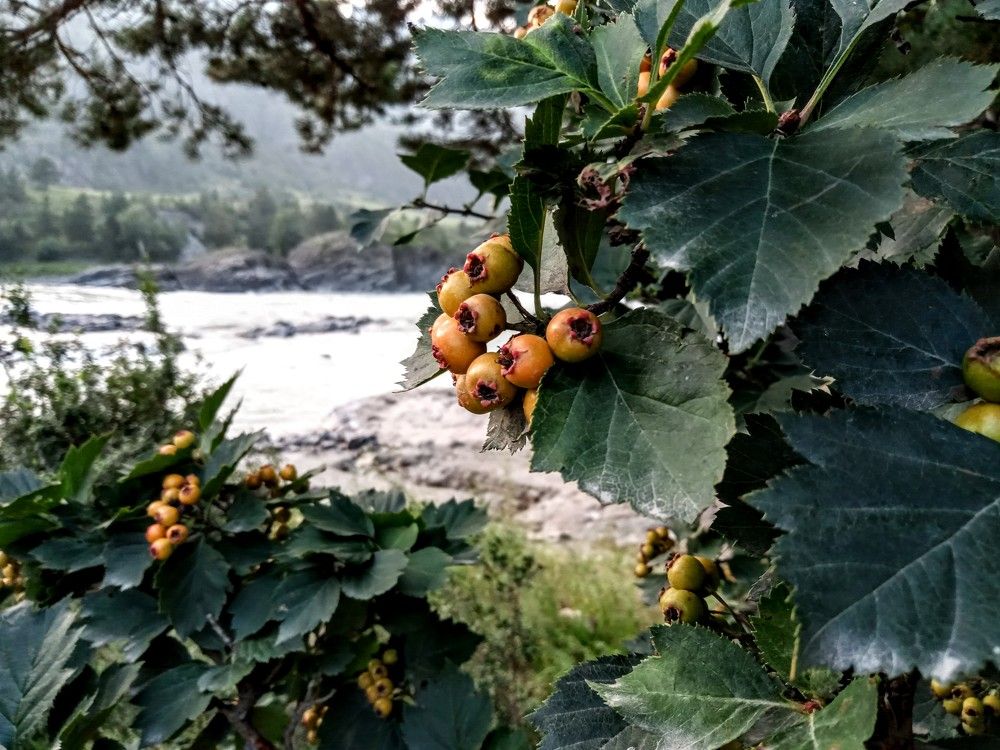 Бирюзовая Катунь