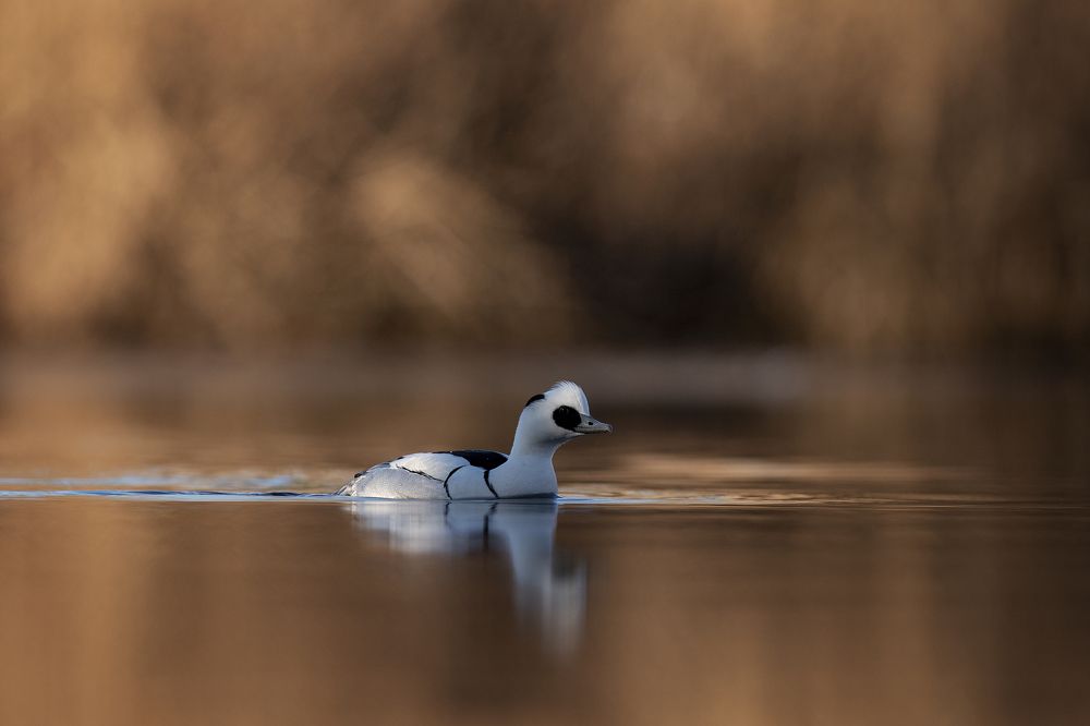 Photograph by Marcin Parzybut