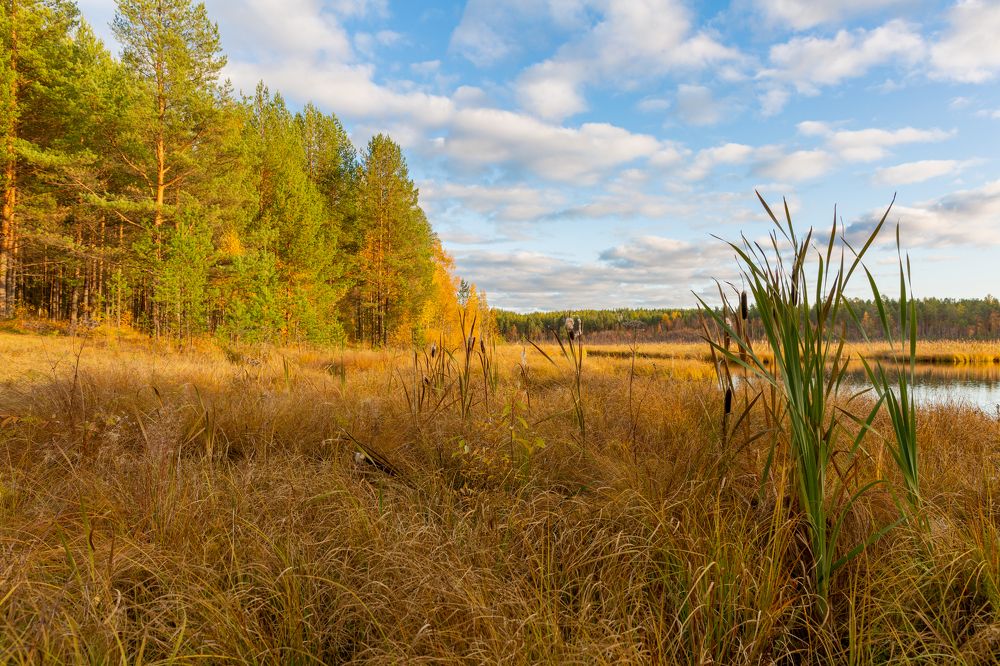 Тихо бродит осень.