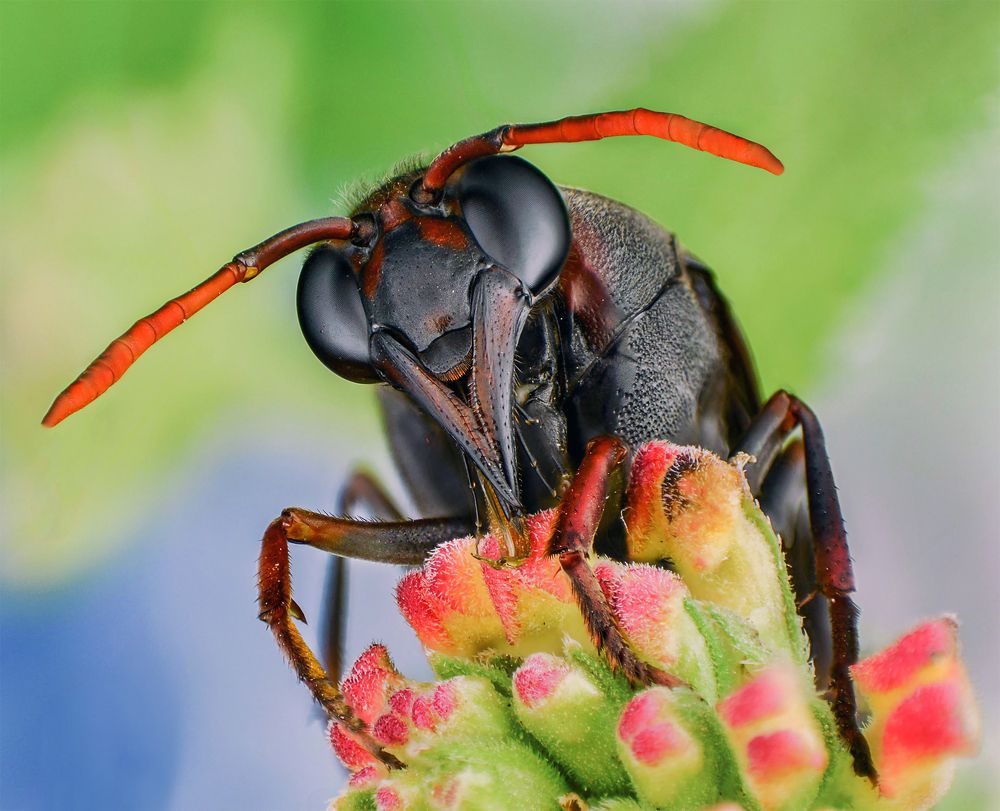 Photograph by Amgad ELSHAMY