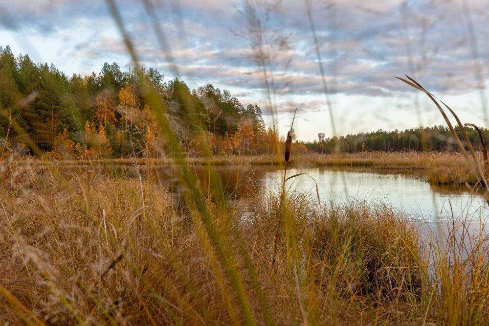 У берёз и сосен.