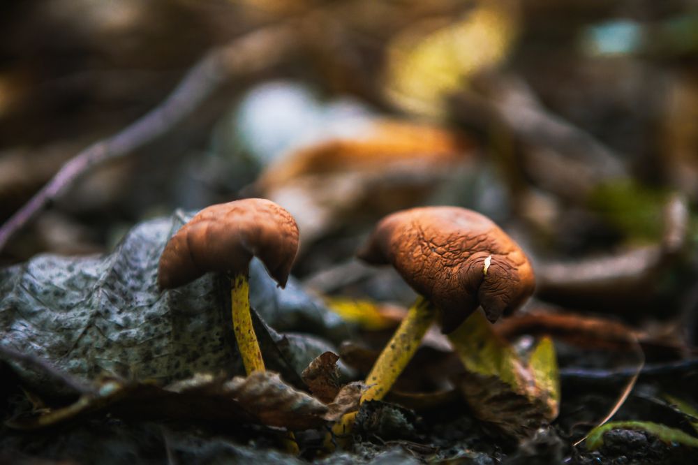 Фотография автора Олег Старосельцев