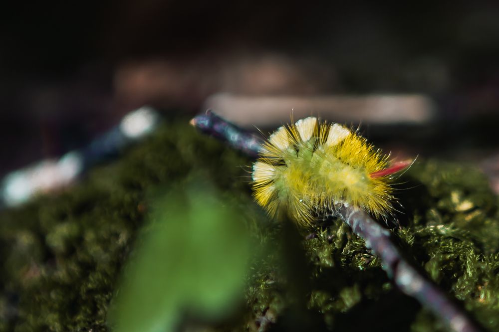 Фотография автора Олег Старосельцев