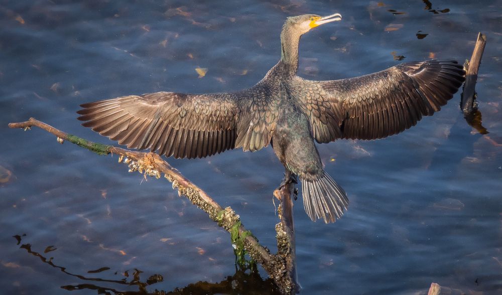 Большой Баклан