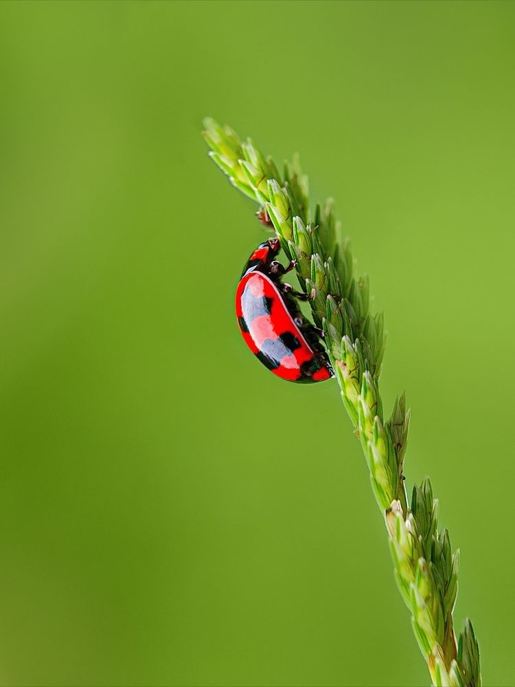 Photograph by Susmita Ghosh
