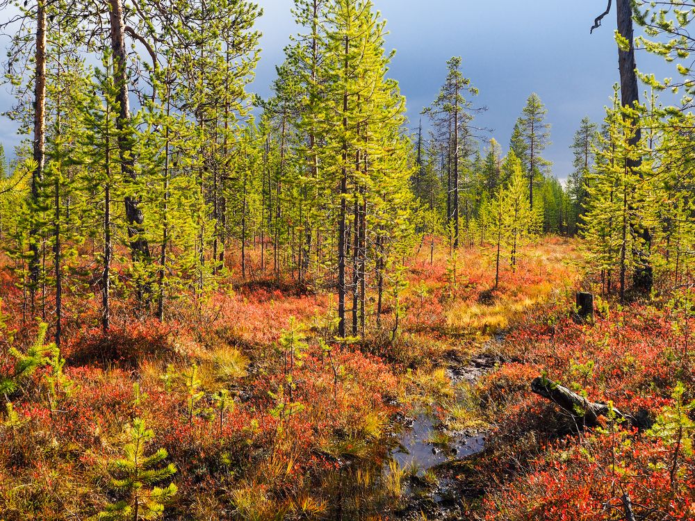 Photograph by Сергей Гаврилов