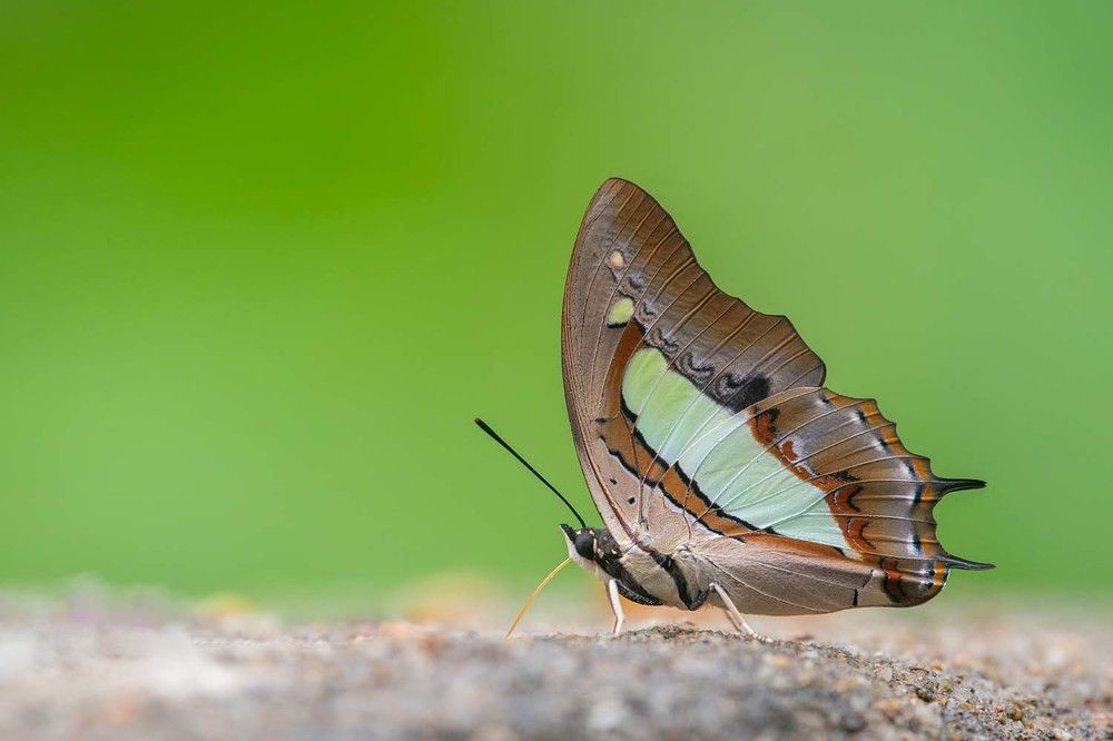 Photograph by Benny Chan