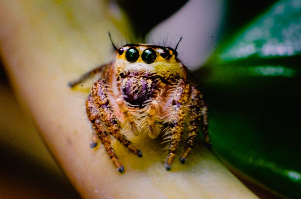 Mr. Jumpy.