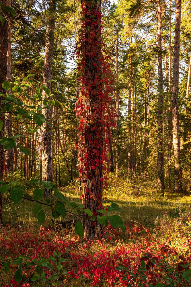 В осеннем лесу