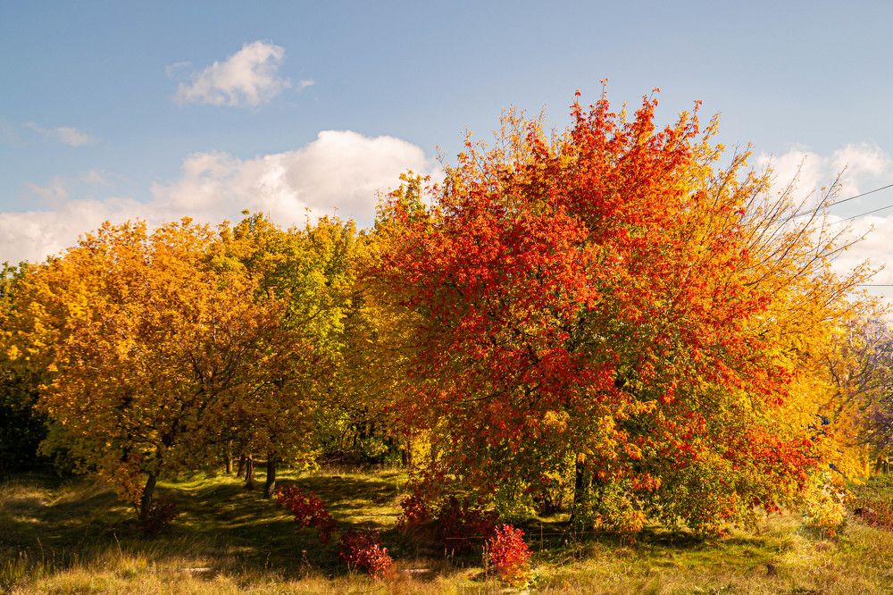 Осенний салют