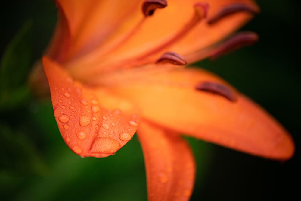 Photograph by Яна Нурмакина