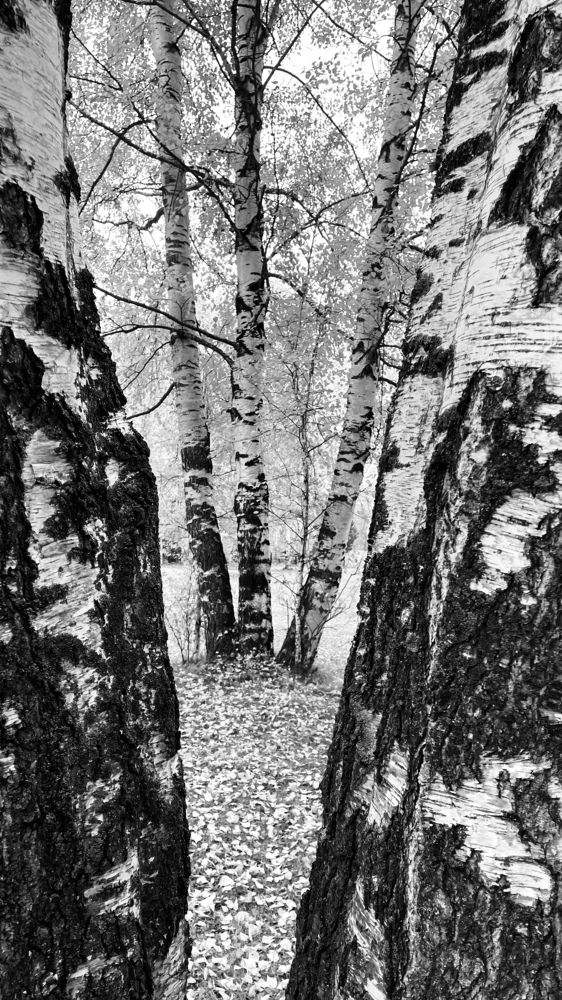 Photograph by Светлана Хохлова