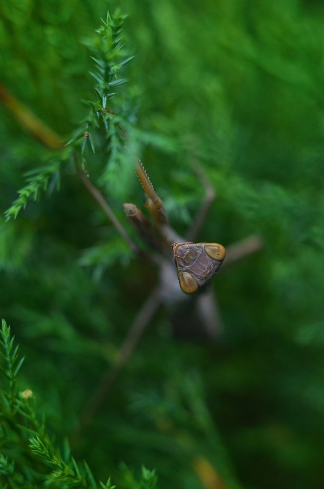 Взгляд из глубины.