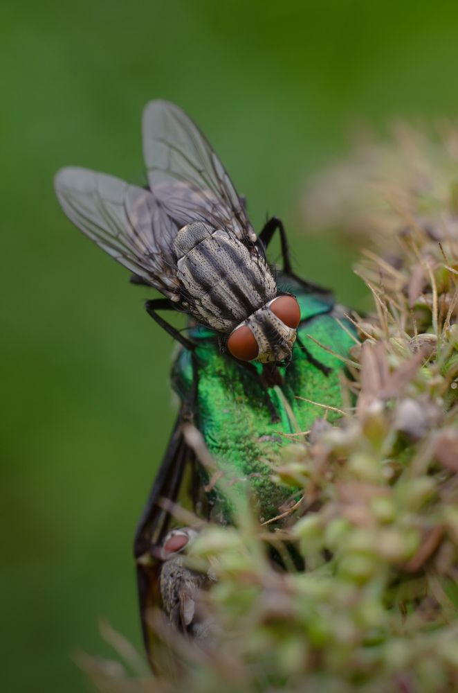 Завтрак мухи.