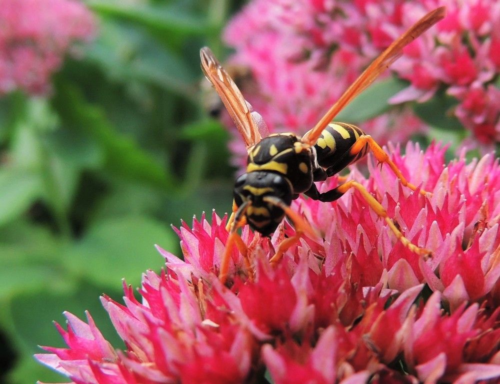 Photograph by Олександр Розум