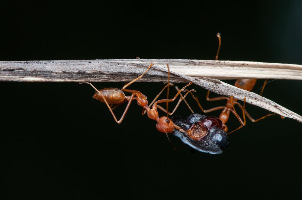 Photograph by Chamara Sulakkhana Polwatta Siriyalage