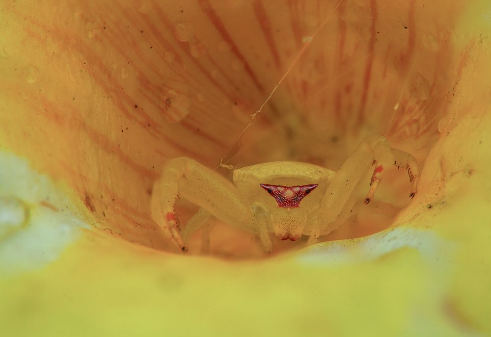 Photograph by Chamara Sulakkhana Polwatta Siriyalage