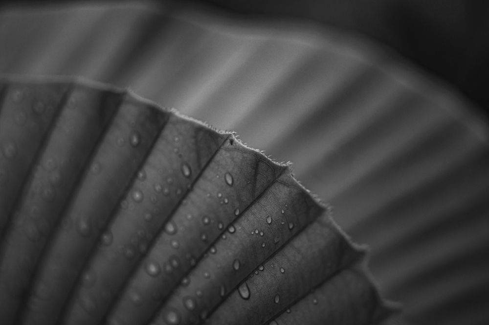 Photograph by Chamara Sulakkhana Polwatta Siriyalage