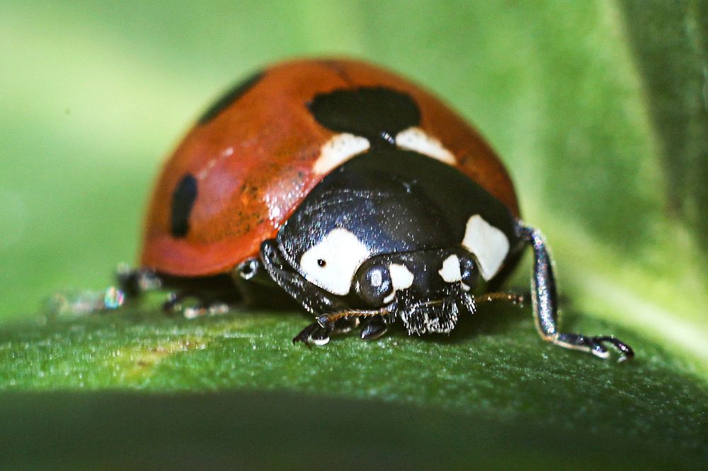 Photograph by Anna Suchcicka