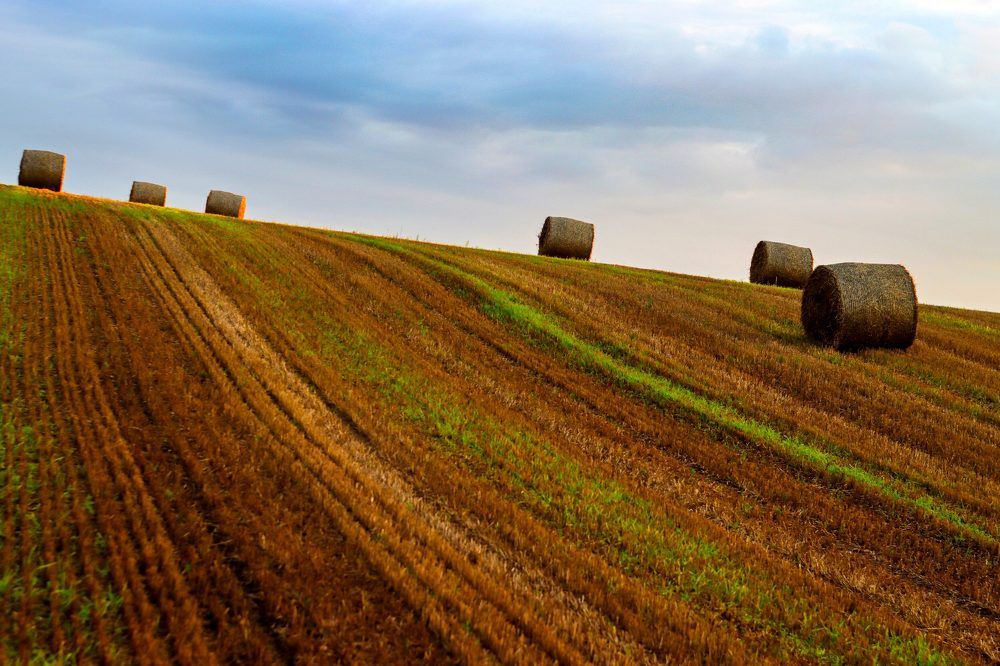 Photograph by Anna Suchcicka