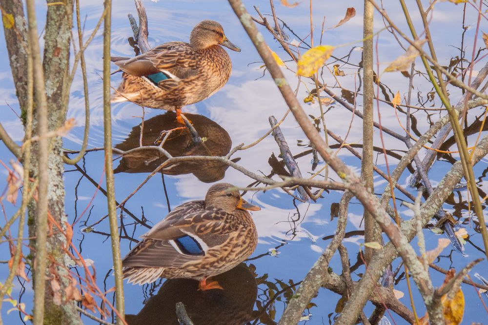 Утки Сосновки