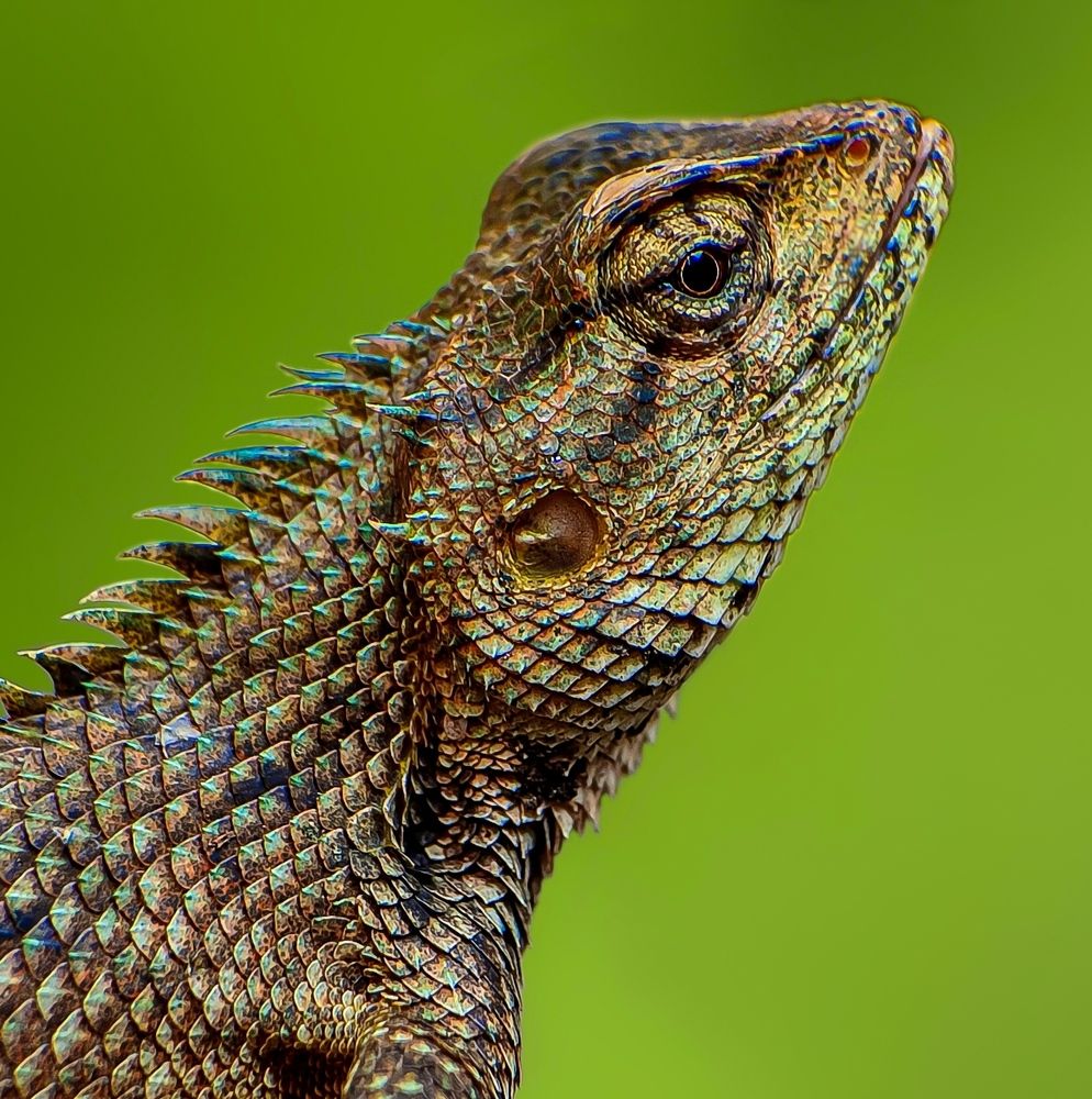 Photograph by Susmita Ghosh