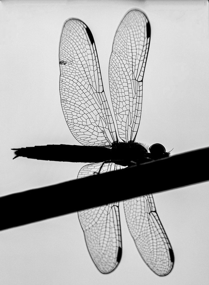 Photograph by Susmita Ghosh