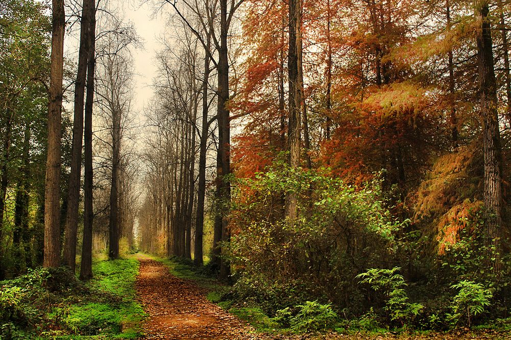 Autumn Road