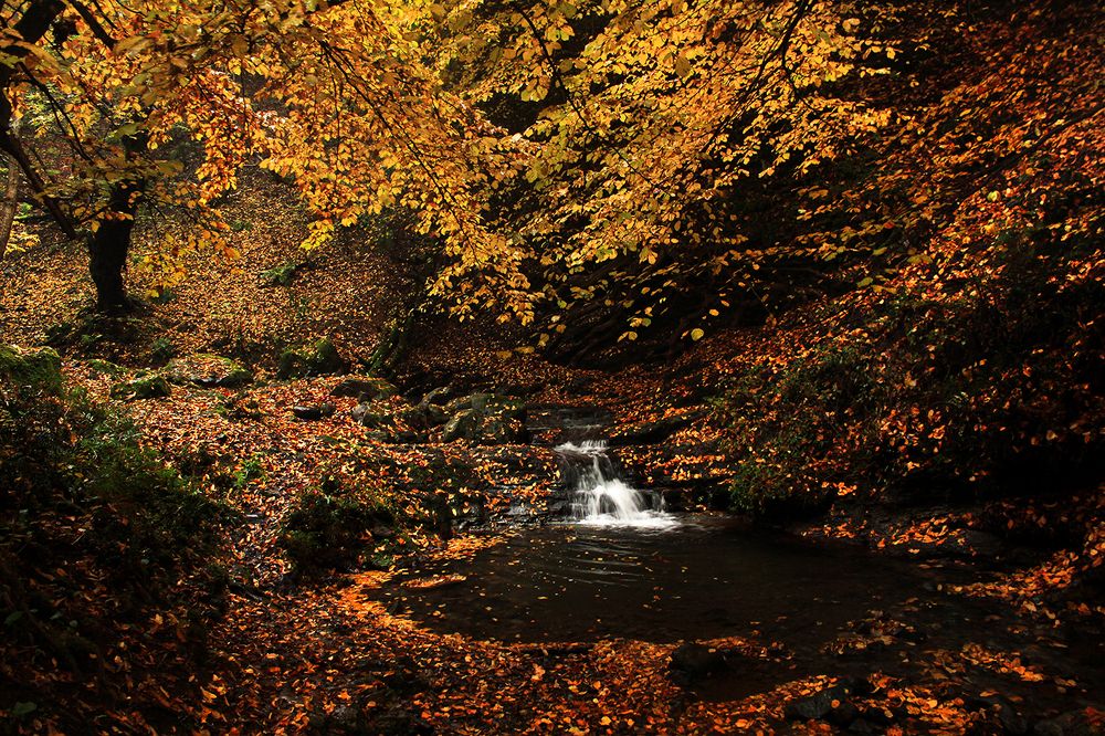 In the heart of autumn