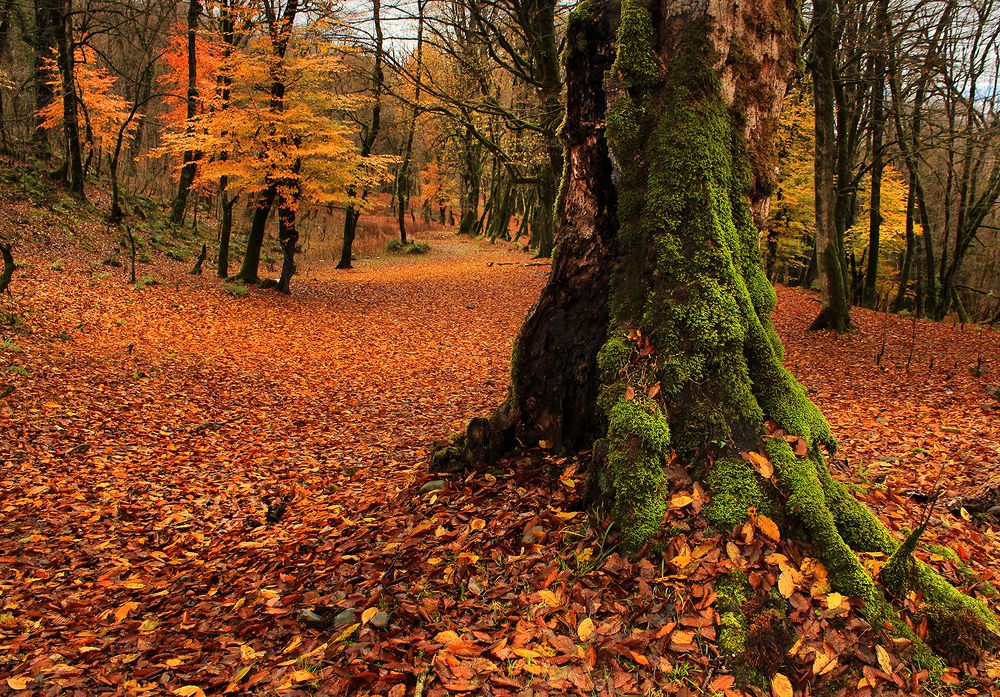Orange forest