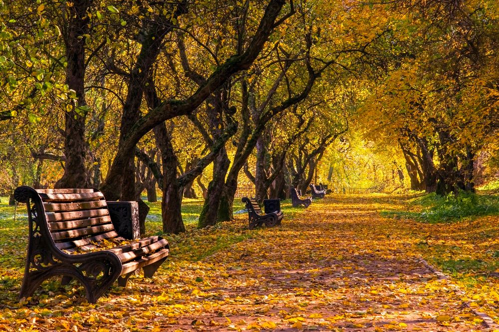 Золотая аллея