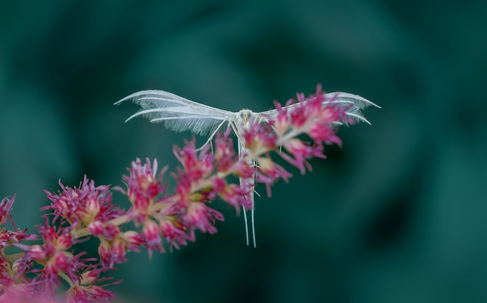 Белый ангел