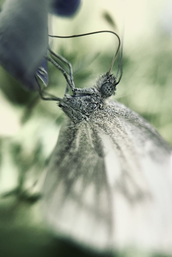 Photograph by Дарья