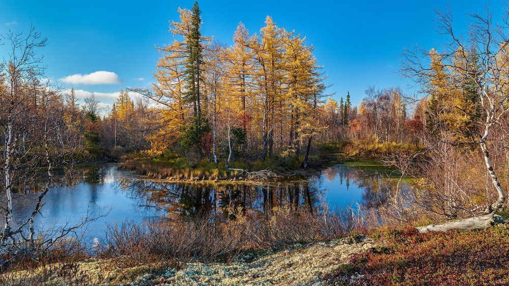Золотая осень на полярном круге