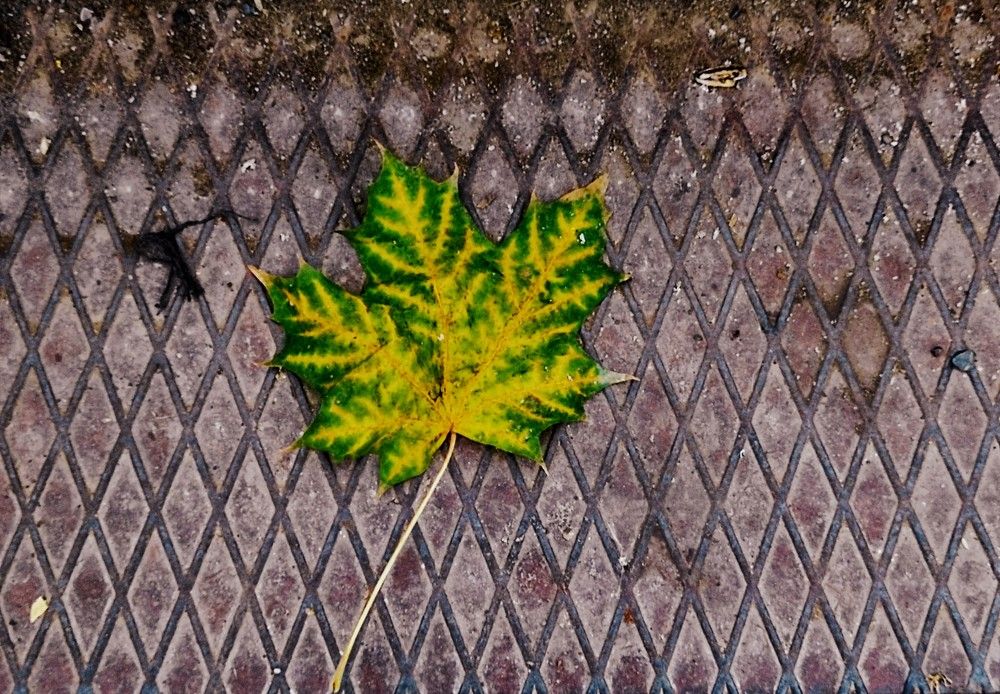 Photograph by Ирина Саттарова