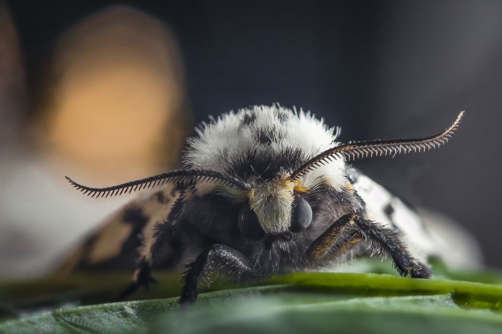 Photograph by Александр Рындин