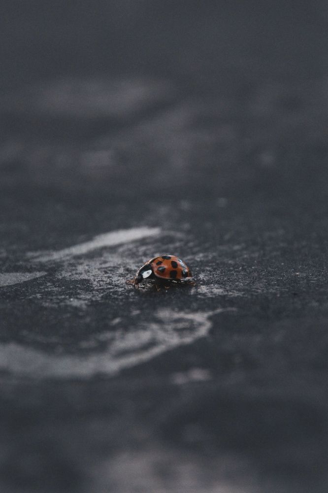 Photograph by Юлия Журавлёва