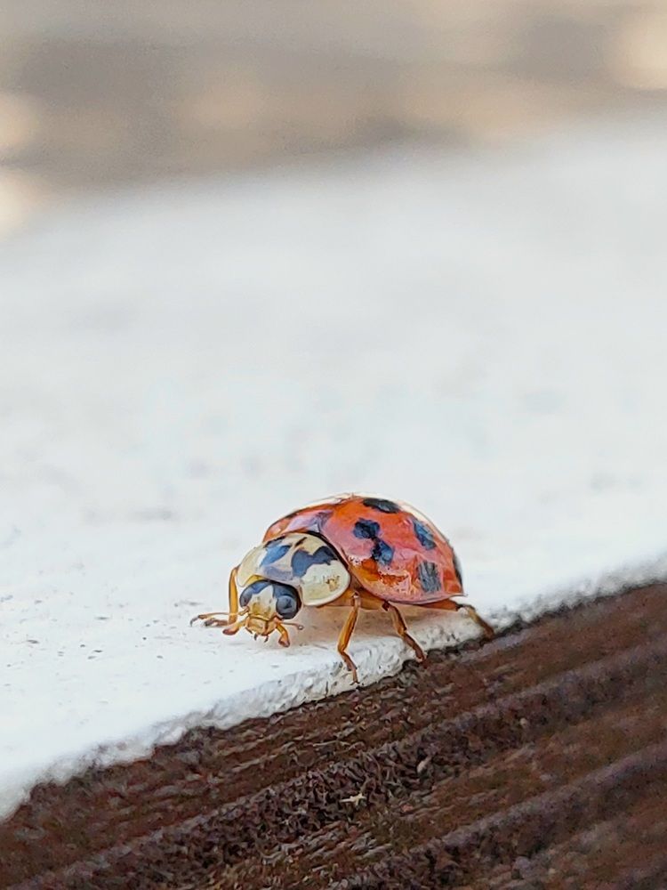 Photograph by Юлия Журавлёва