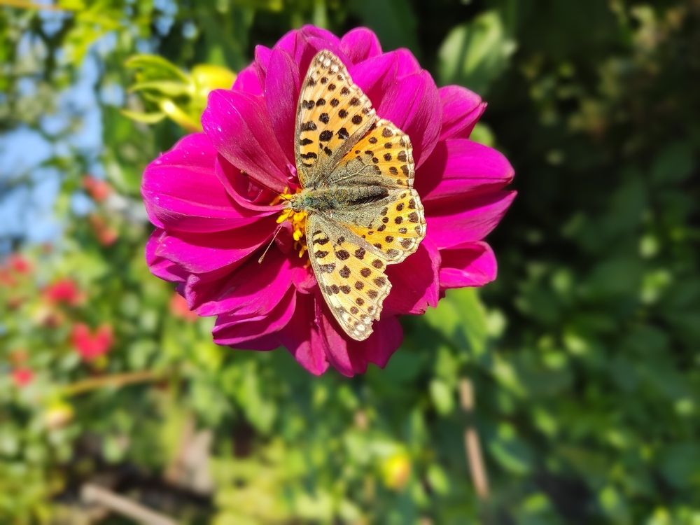 Photograph by Валентина Сапешко