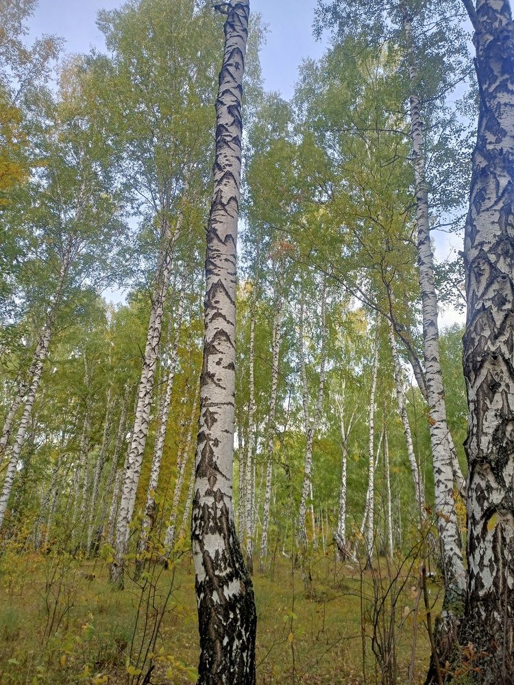 Березовая роща