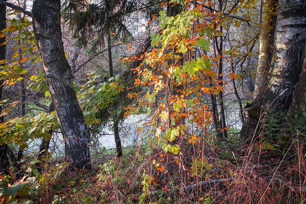 Осень с блиского растояния