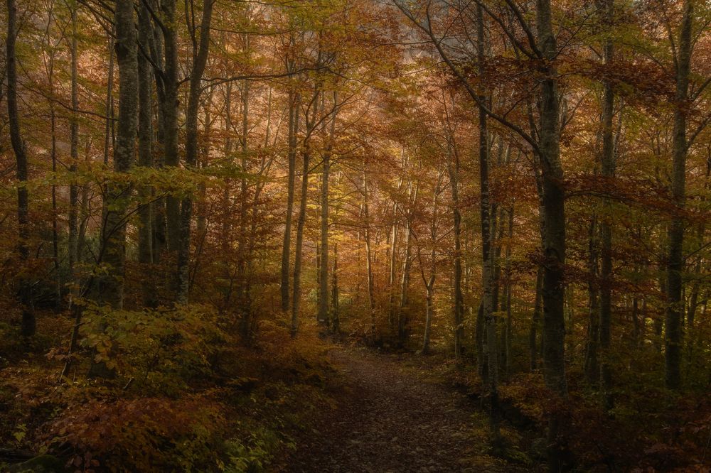 Photograph by Dino Sirica