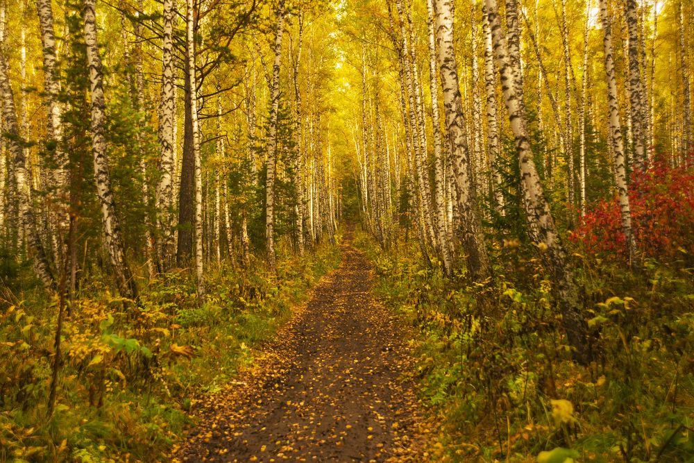 Дорога в осень.