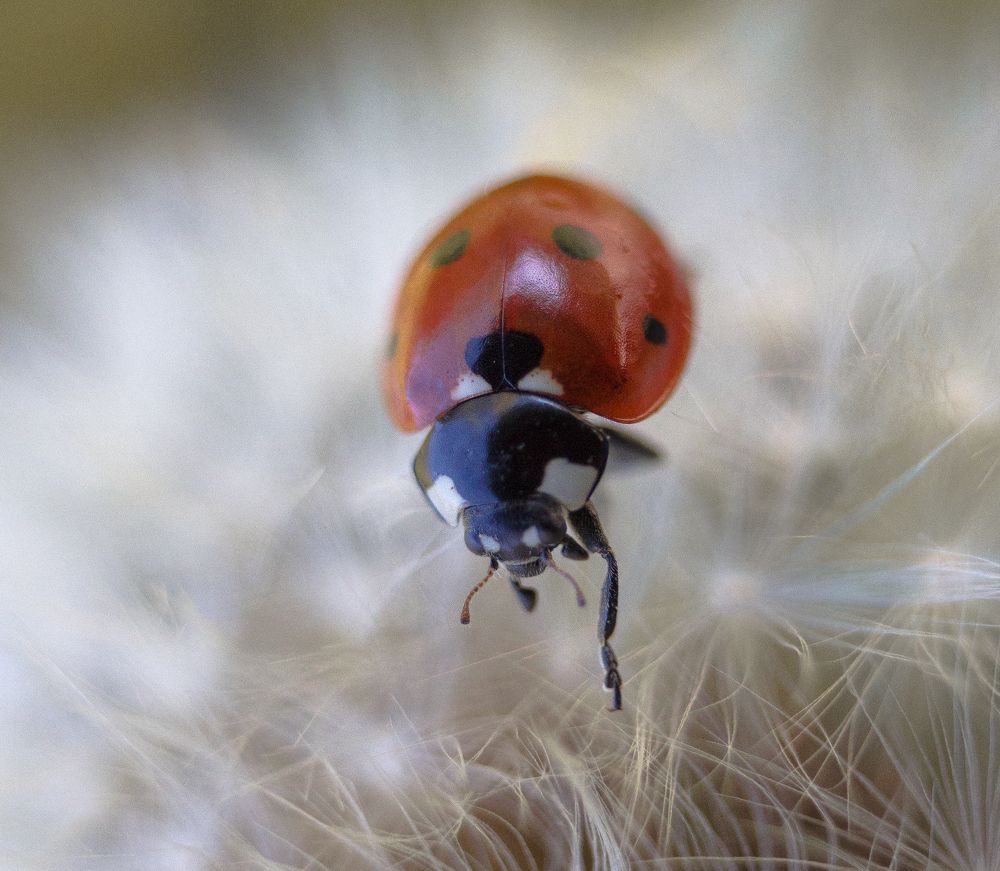 Красное на белом.
