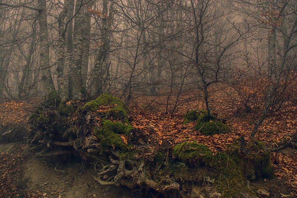 Photograph by Dino Sirica