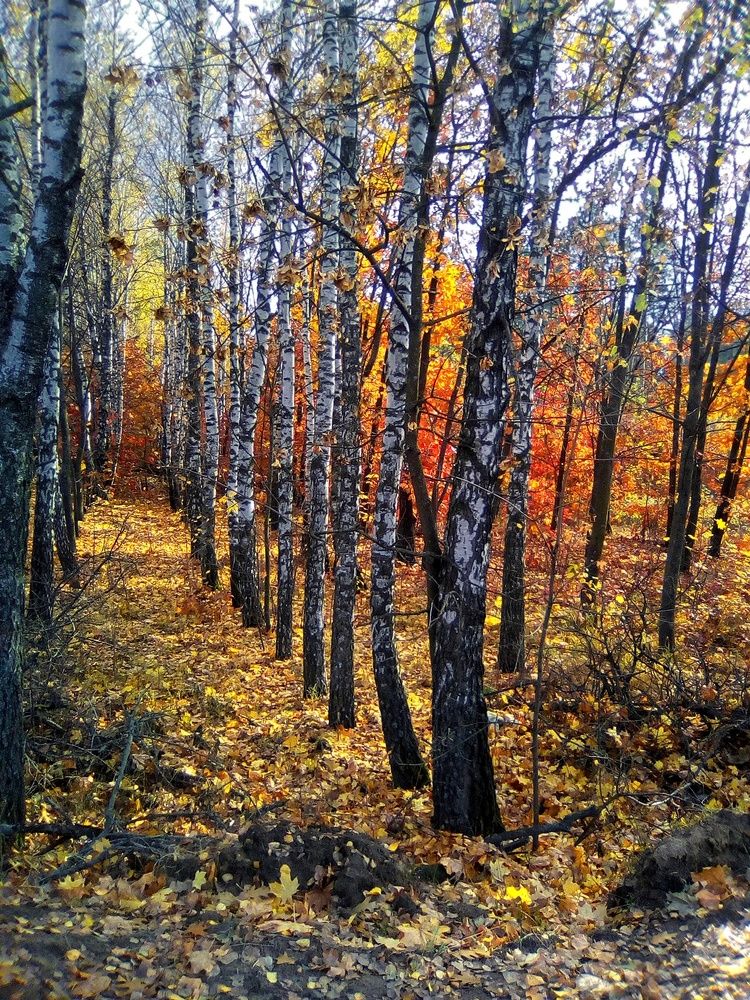 Фотография автора Роман Савоцкий
