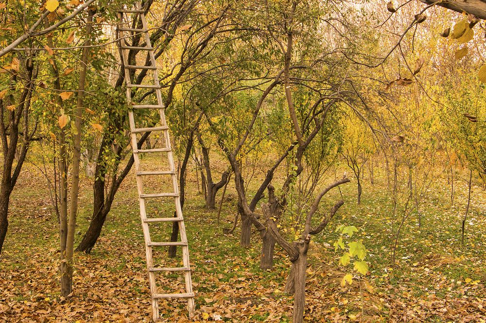 Autumn ladder
