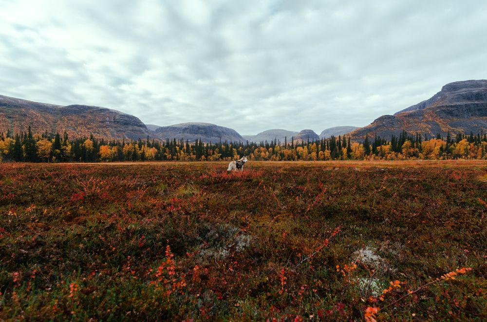 Один из любимых видов в Ловозерских тундрах