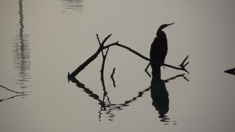 Photo #6550569